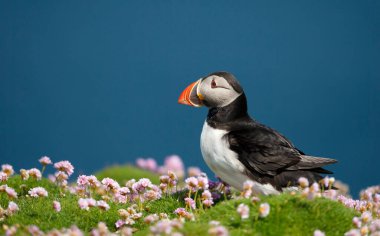 Atlantik martısını mavi arka planda kapatın, İskoçya, İngiltere.
