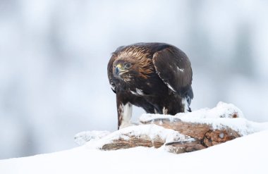 Norveç 'te kış mevsiminde bir Altın Kartal' a (Aquila chrysaetos) yakın çekim.
