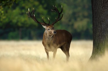 İngiltere 'de sonbaharda çiftleşme mevsiminde kırmızı bir geyik geyiğinin yakın çekimi..
