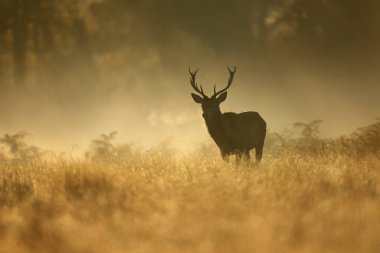 Geyik (Cervus elaphus), Birleşik Krallık 'ta, gün doğumunda sisli bir sabahta geyik..