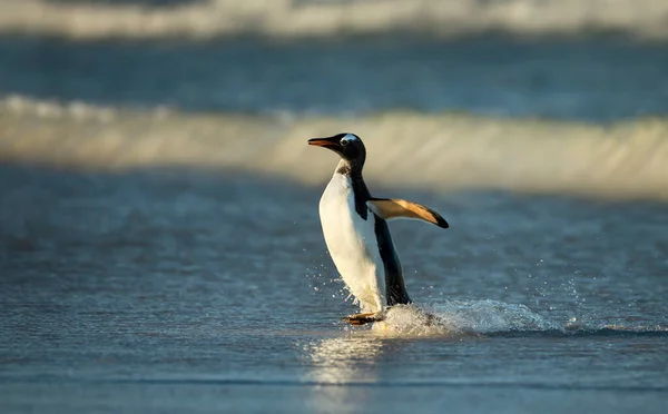 Close Gentoo Penguin Pygoscelis Papua Coming Ashore Atlantic Ocean Falkland — Stock Photo, Image