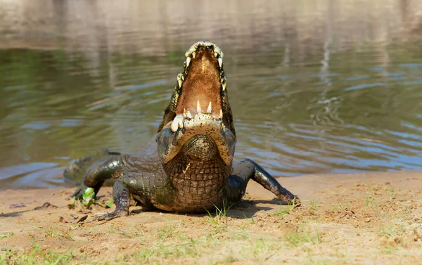 Güney Pantanal Brezilya Bir Nehir Kıyısında Ağzı Açık Bir Yacare — Stok fotoğraf