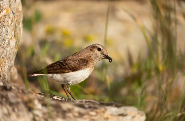 Primer Plano Una Hembra Pied Wheatear Oenanthe Pleschanka Con Insecto — Foto de Stock