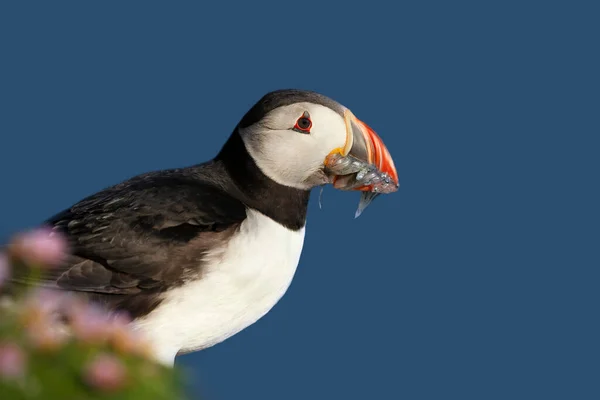 Close Atlantic Puffin Beak Full Sand Eels Blue Background Scotland — Stock Photo, Image