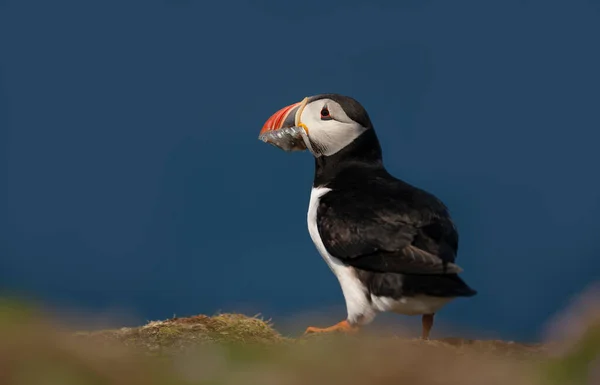 Close Atlantic Puffin Beak Full Sand Eels Blue Background Scotland — Stock Photo, Image