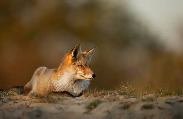 Close Red Fox Vulpes Vulpes Lying Sand Sunset — Stock Photo, Image