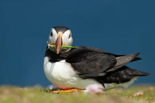 Nahaufnahme Eines Atlantischen Papageitauchers Mit Nistmaterial Schnabel Schöne Insel Schottland — Stockfoto