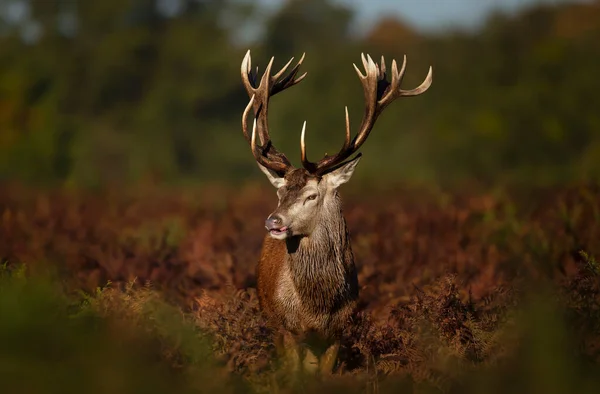 Close Cheeky Red Deer Stag Autumn — Stock Photo, Image