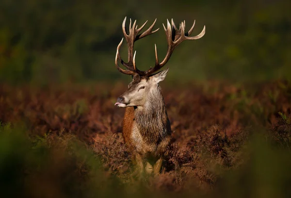 Close Cheeky Red Deer Stag Autumn — Stock Photo, Image