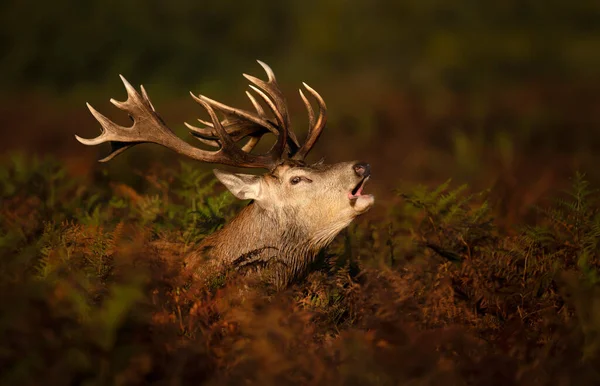 秋のルーティングシーズン中に呼び出す赤い鹿のスタッグの閉鎖 — ストック写真