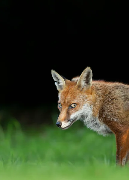 暗い背景 イギリス イギリスに対する赤いキツネ のクローズアップ — ストック写真