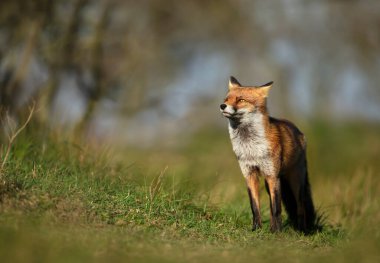 Çayırda duran bir kızıl tilkinin (Vulpes vulpes) yakınına..