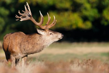 Sonbaharda İngiltere 'de kızıl bir geyik geyiğinin yakın çekimi..