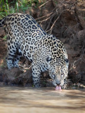 Nehirden içme suyu içen bir Jaguar 'ın yakınında, Pantanal, Brezilya.