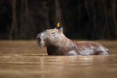 Bir Capybara 'nın kafasında kelebek olan bir suya yakın çekim, Güney Pantanal, Brezilya.