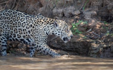 Doğal habitat, Pantanal, Brezilya 'daki nehir kıyısında bir Jaguar' a yakın..