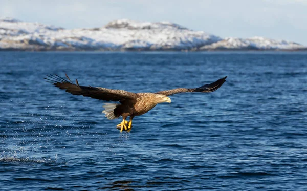 Nahaufnahme Eines Seeadlers Haliaeetus Albicilla Flug Mit Einem Fisch Krallen — Stockfoto
