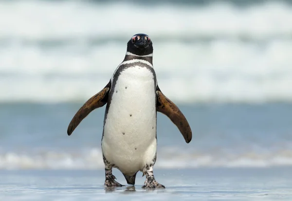 Close Pinguim Magalhães Terra Ilhas Malvinas — Fotografia de Stock