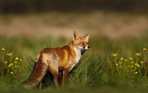 靠近一只站在草地上的红狐 — 图库照片