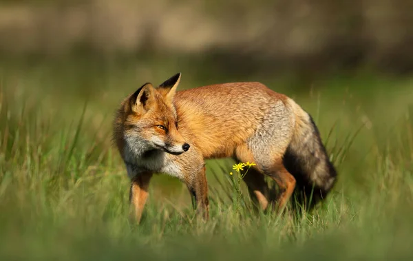 Close Red Fox Vulpes Vulpes Standing Meadow — Stock Photo, Image