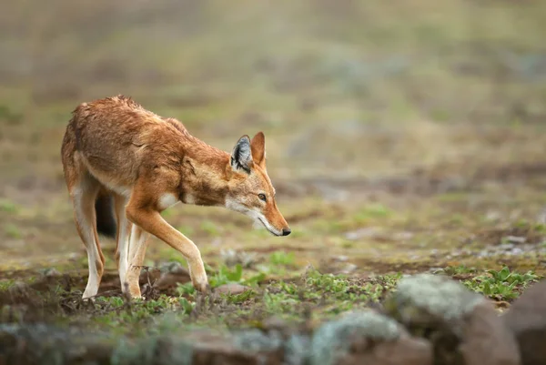 Primer Plano Del Lobo Etíope Canis Simensis Las Tierras Altas — Foto de Stock