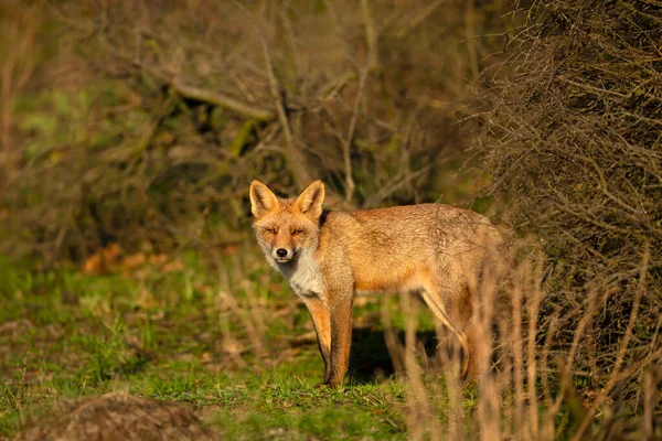 Close Red Fox Vulpes Vulpes Netherlands — Stock Photo, Image