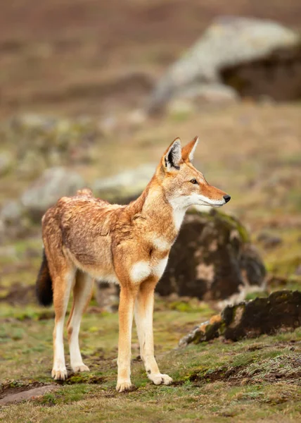 Крупным Планом Редкого Находящегося Угрозой Исчезновения Эфиопского Волка Canis Simensis — стоковое фото