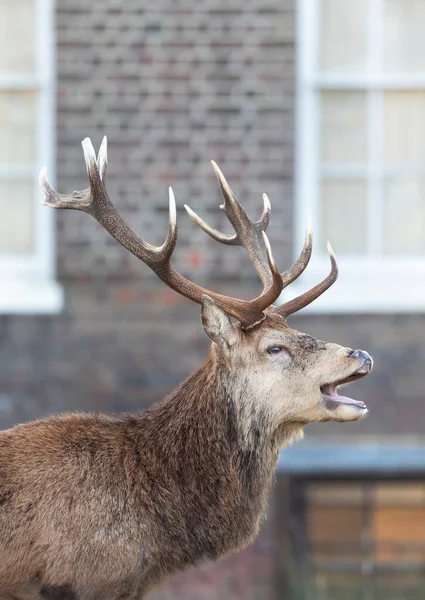 Close-up of a red deer stag calling during rutting season in autumn in an urban setting, UK.