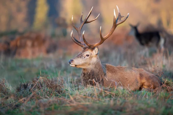 Närbild Kronhjort Som Ligger Gräs Höst Storbritannien — Stockfoto