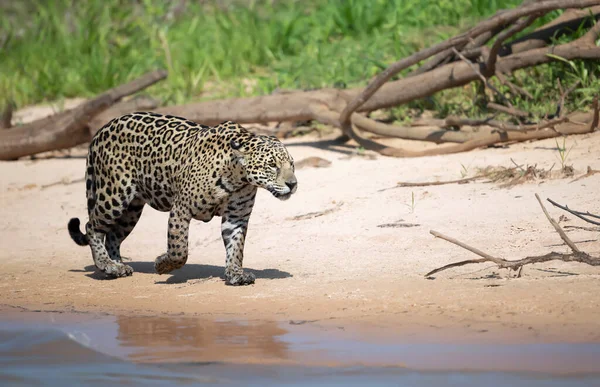Doğal Habitat Pantanal Brezilya Daki Nehir Kıyısında Bir Jaguar Yakın — Stok fotoğraf