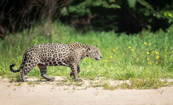Doğal Habitat Pantanal Brezilya Daki Nehir Kıyısında Bir Jaguar Yakın — Stok fotoğraf