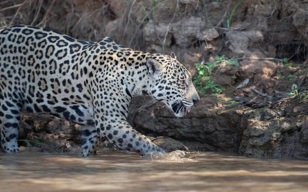 Primo Piano Una Jaguar Una Riva Fiume Habitat Naturale Pantanal — Foto Stock