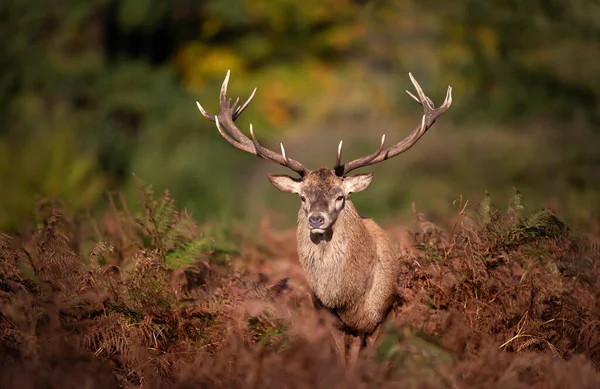 Close Red Deer Stag Standing Fern Rutting Season Autumn — Stock Photo, Image