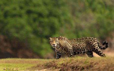 Güney Pantanal, Brezilya 'da nehir kıyısında yürüyen bir Jaguar' ın yakınına..