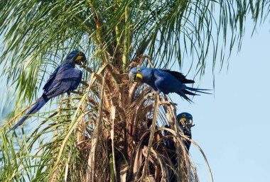 Güney Pantanal, Brezilya 'da bir palmiye ağacına tünemiş Hyacinth papağanlarının yakınında..