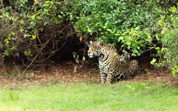 Close Jaguar Sitting Tree Pantanal Brazil — Stock Photo, Image