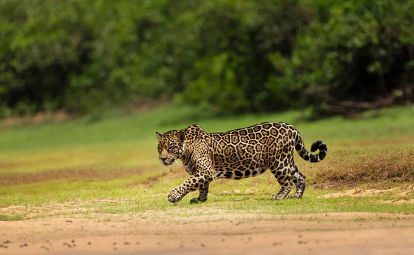 Közelkép Egy Jaguárról Aki Folyó Partján Sétál Dél Pantanal Brazília — Stock Fotó