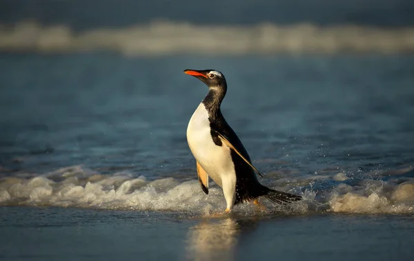 Primo Piano Pinguino Gentoo Pygoscelis Papua Arrivo Dall Oceano Atlantico — Foto Stock