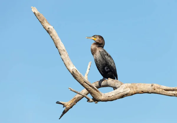 Närbild Neotrop Skarv Phalacrocorax Brasilianus Uppe Trädgren South Pantanal Brasilien — Stockfoto
