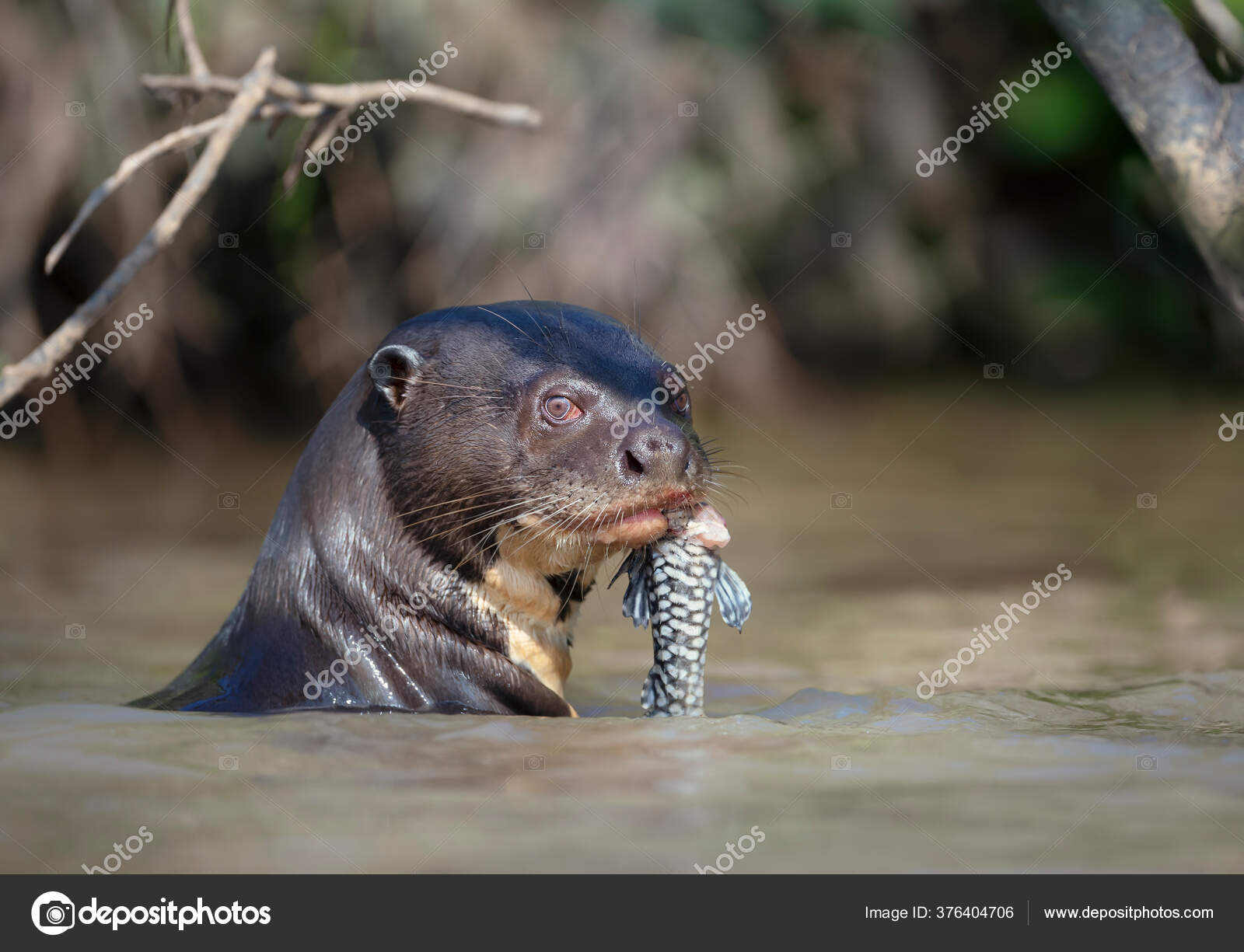 Close Giant River Otter Eating Fish Natural Habitat Pantanal Brazil ... Biology Diagrams