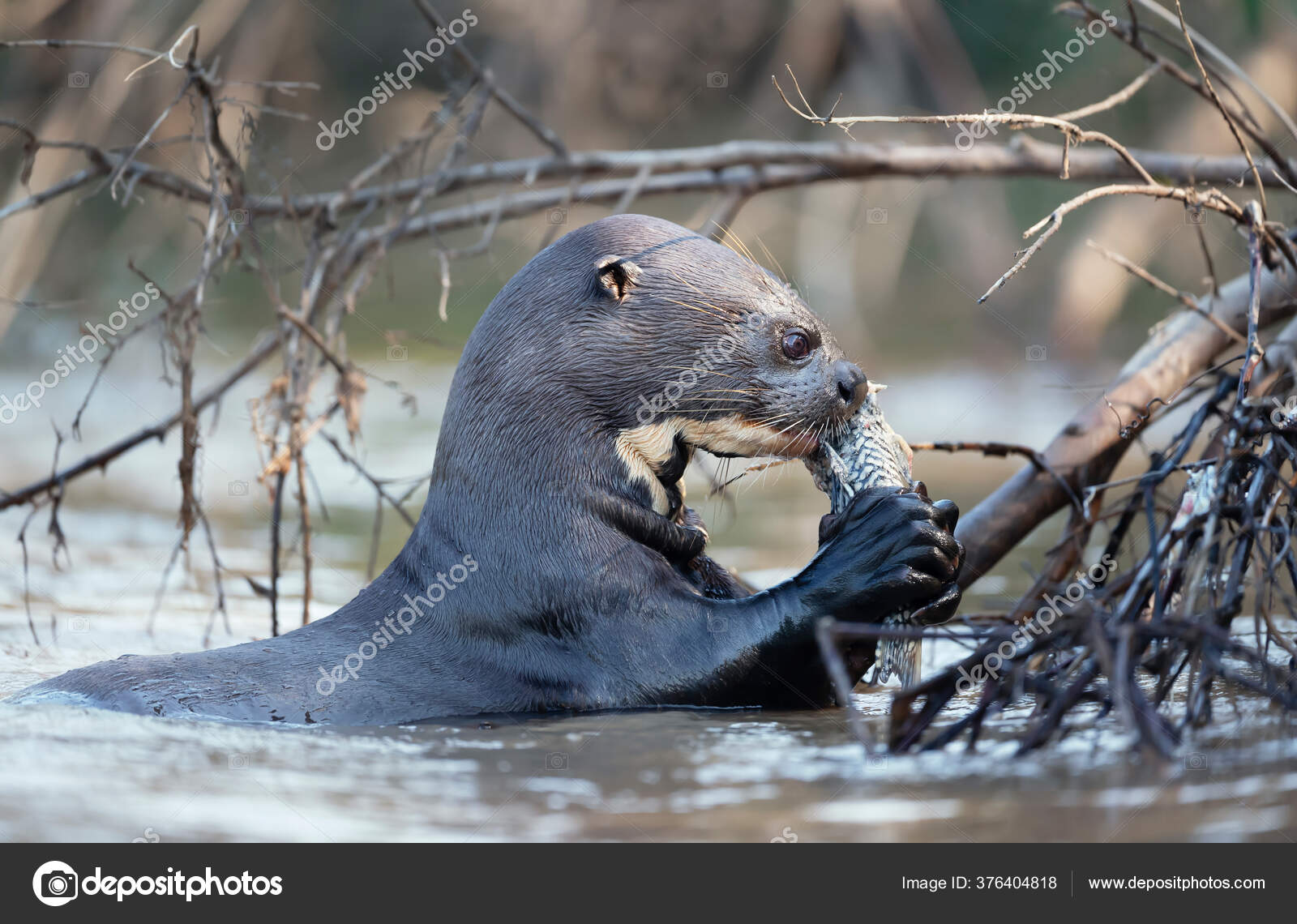 403 Giant River Otter Stock Photos Free Royalty Free Giant River Otter Images Depositphotos 403 Giant River Otter Stock Photos Free Royalty Free Giant River Otter Images Depositphotos