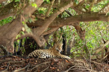 Nehir kıyısında, Pantanal, Brezilya 'da bir ağacın yanında uzanan bir Jaguar' a yaklaş..