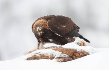 Norveç 'te kış mevsiminde bir Altın Kartal' a (Aquila chrysaetos) yakın çekim.