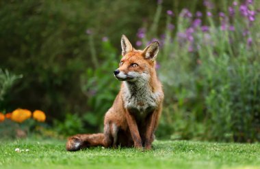 İngiltere 'nin arka bahçesindeki çimlerin üzerinde oturan bir kızıl tilkinin (Vulpes vulpes) yakın plan fotoğrafı..
