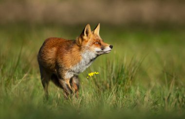Çayırda duran bir kızıl tilkinin (Vulpes vulpes) yakınına..