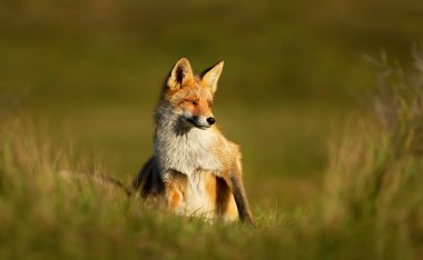 Yeşil çimenlerde oturan bir kızıl tilkinin (Vulpes vulpes) yakın çekim görüntüsü.