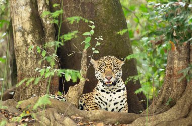 Nehir kıyısında, Pantanal, Brezilya 'da bir ağacın yanında uzanan bir Jaguar' a yaklaş..