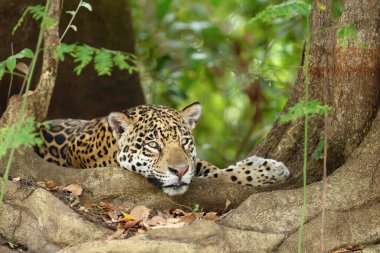 Nehir kıyısında, Pantanal, Brezilya 'da ağaç köklerinin yanında yatan bir Jaguar' ın yakın plan fotoğrafı..