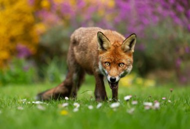 Çiçek bahçesinde bir kızıl tilkiye (Vulpes vulpes) yaklaş, Uk.