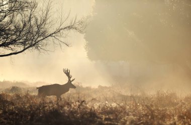 Close up of a Red deer walking at sunrise, UK. clipart